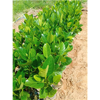 泰国八号菠萝蜜苗