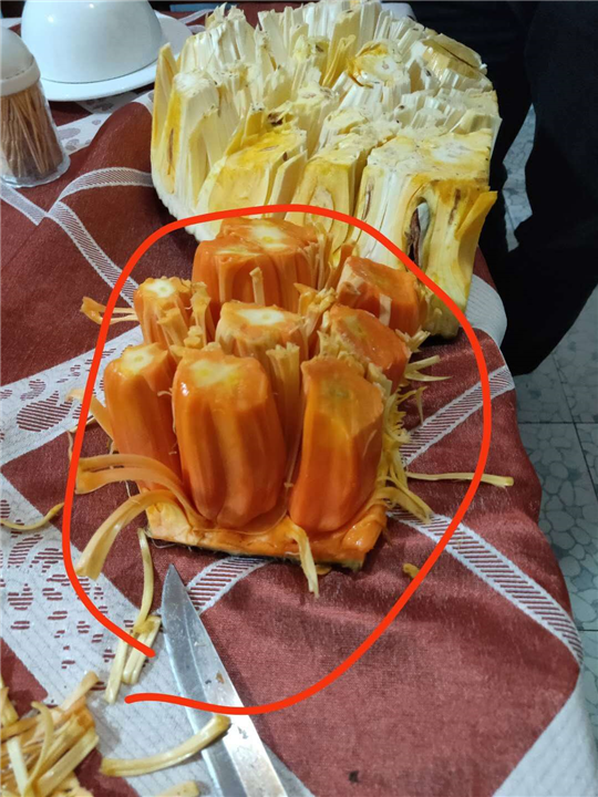泰国12号菠萝蜜苗