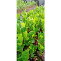 泰国八号菠萝蜜苗