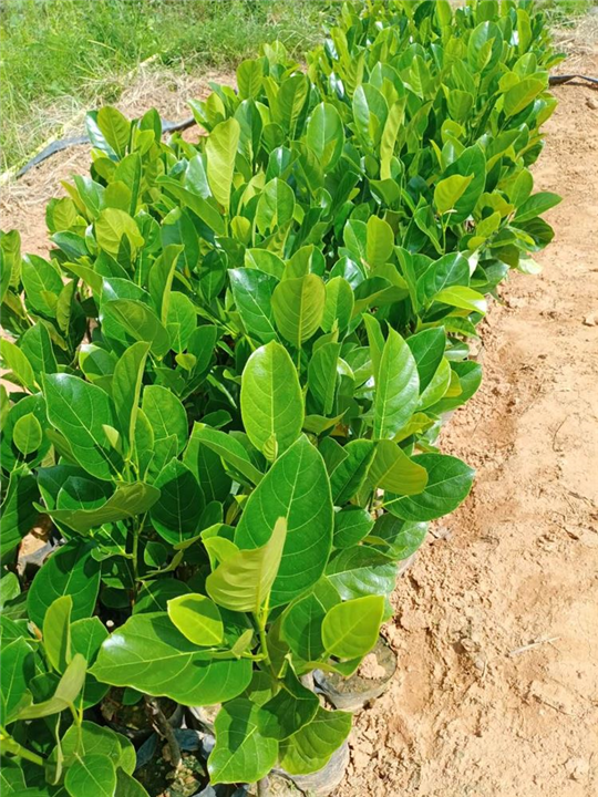 泰国八号菠萝蜜苗