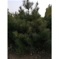 霸州耘志苗木