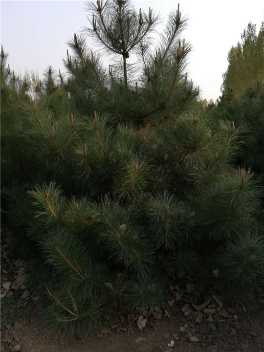 霸州耘志苗木 
