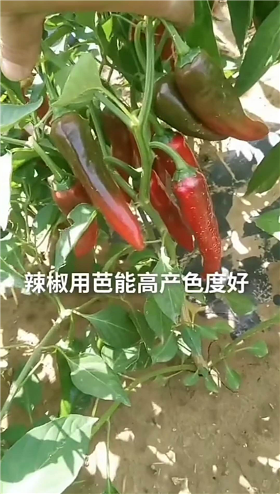 石柱红 