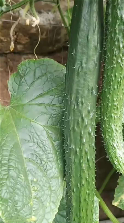 黄瓜绿盈 