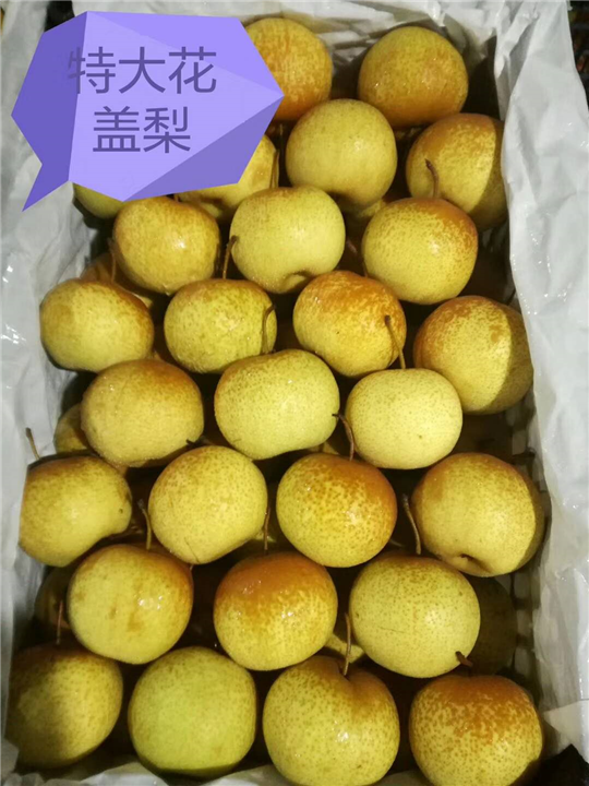 花盖梨 