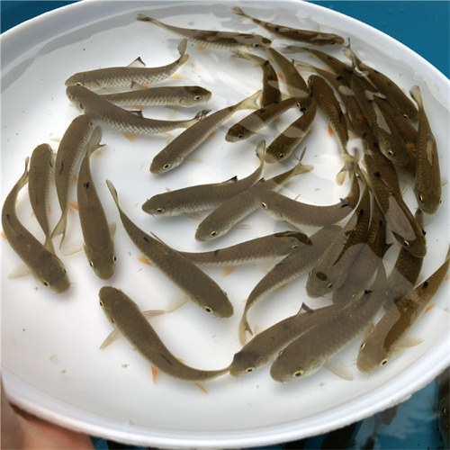 上海鱼苗批发