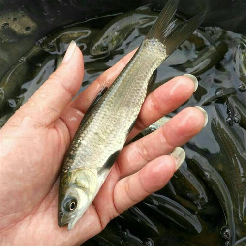 上海鱼苗
