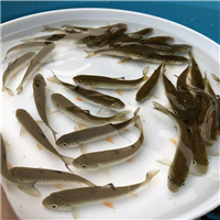 上海鱼苗批发基地