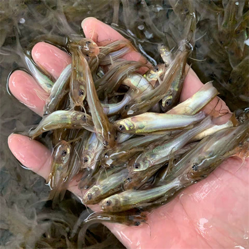 上海鱼苗批发