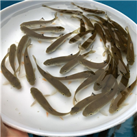 上海鱼苗批发