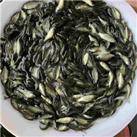 上海鱼苗批发