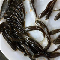上海淡水鱼苗批发