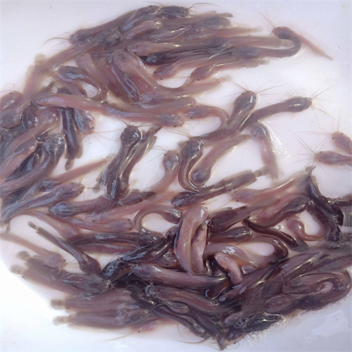 上海花鲢鱼批发