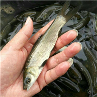 上海鱼苗