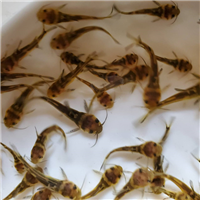 上海鲤鱼苗批发