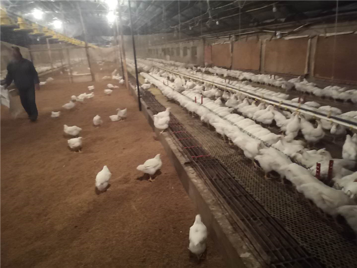 肉鸡养殖4 