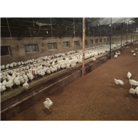 肉鸡养殖1