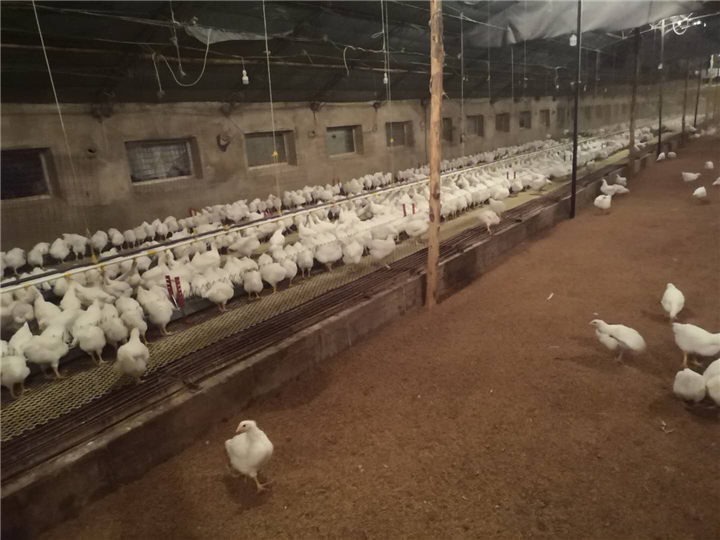 肉鸡养殖1 