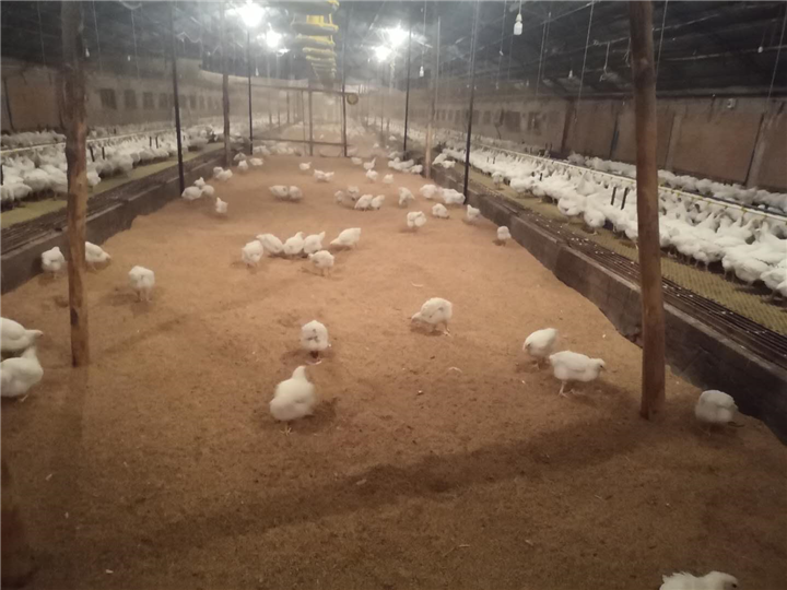 肉鸡养殖3 