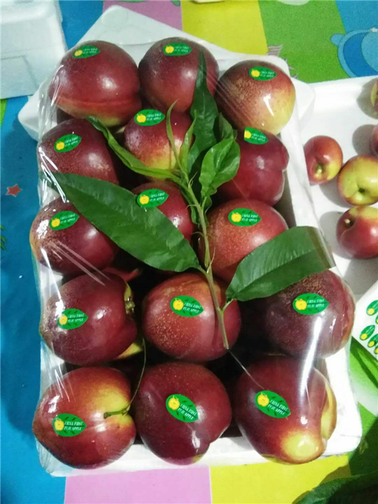 大棚油四 