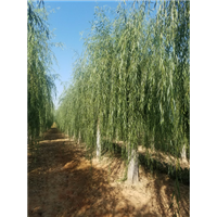 菏泽垂柳基地 