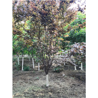 菏泽紫叶李基地 