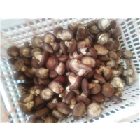 食用菌1