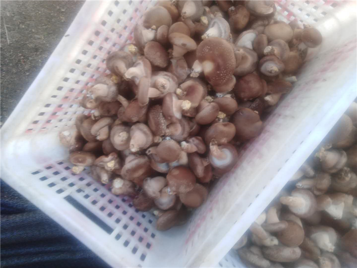 香菇2 