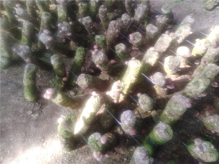食用菌2 