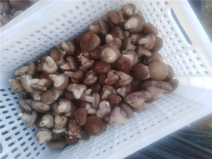 香菇1 