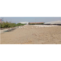 东北白鹅1