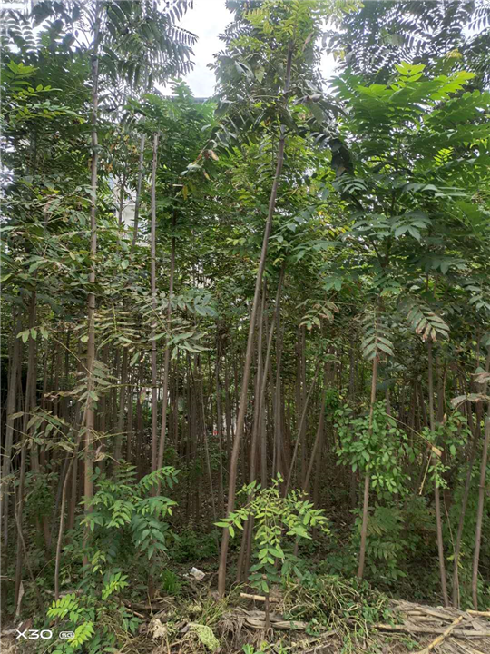 4公分红香椿树 