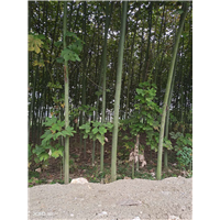 湖北青桐苗基地 