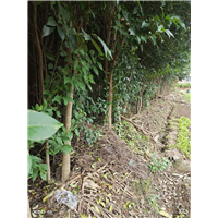 湖北5公分白蜡树批发 