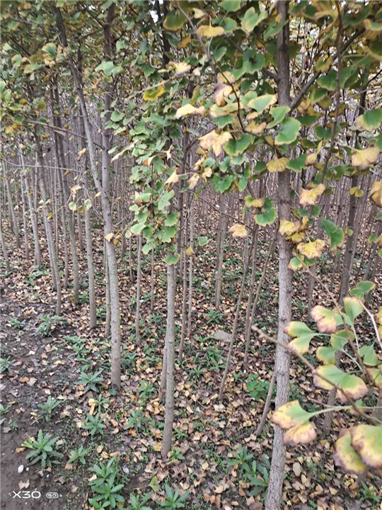 湖北银杏树基地 