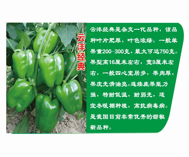 云沣经典 