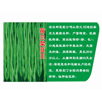 荷兰架豆王