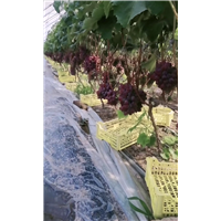 玫瑰香葡萄1 