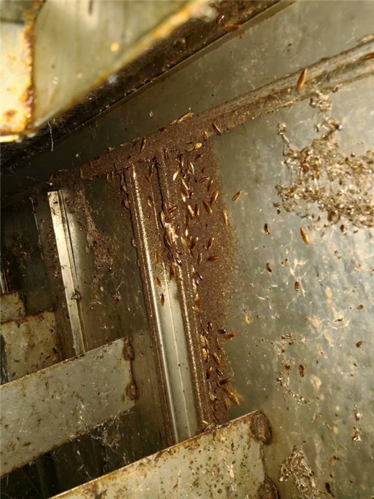 柳州怎么去除蟑螂 