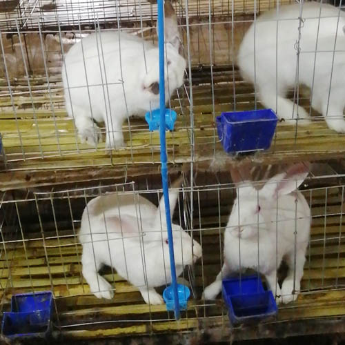 比利时肉兔 