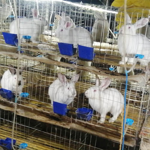 比利时肉兔 