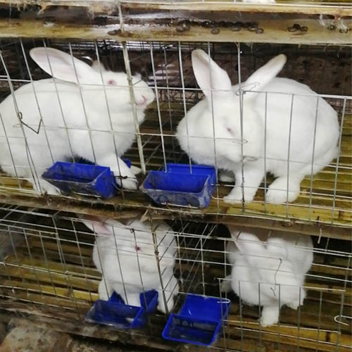 比利时肉兔 