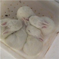 比利时肉兔 