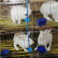 比利时肉兔 