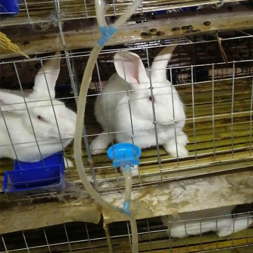 比利时肉兔 