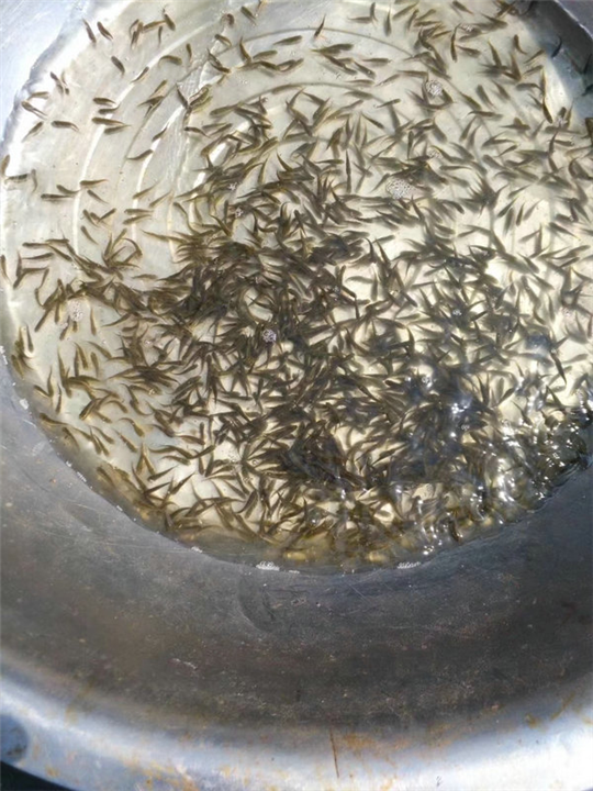 湖北鱼苗养殖场 