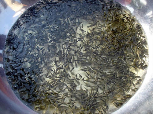 湖南鱼苗批发养殖场 