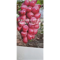 安徽淮南寿县浪漫红颜葡萄苗批