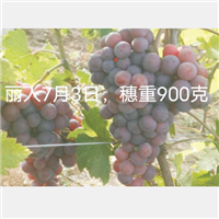安徽淮南寿县丽人葡萄苗批发基地量大从优 