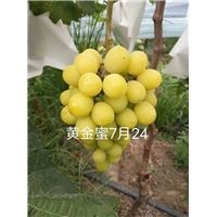 安徽淮南寿县黄金蜜葡萄苗批发